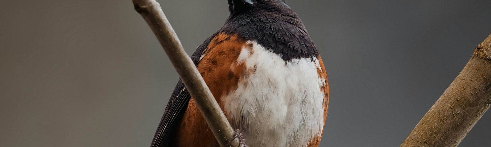 A Spotted Towhee sits on a branch. This songbird’s head is black, has a white breast, and brown and black wings