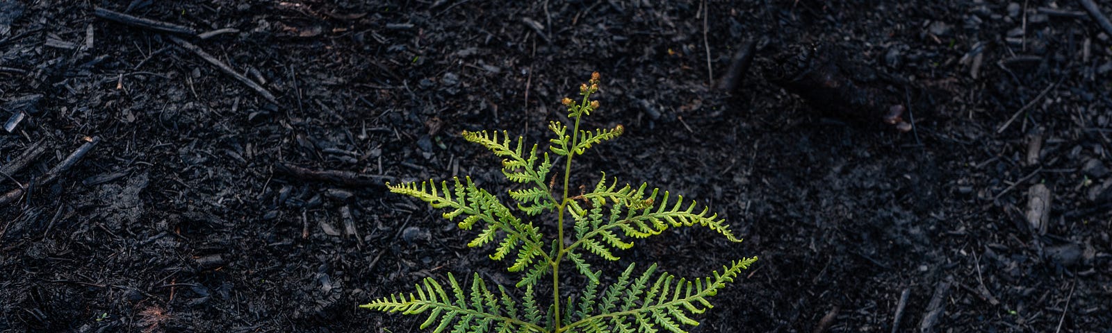 A leafy plant sprouting from the ground, symbolizing new beginnings.