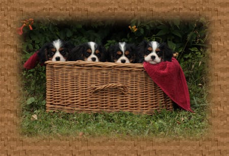 east coast cavalier breeders