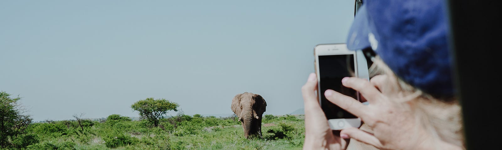A woman takes a picture of an elephant in the distance from a car