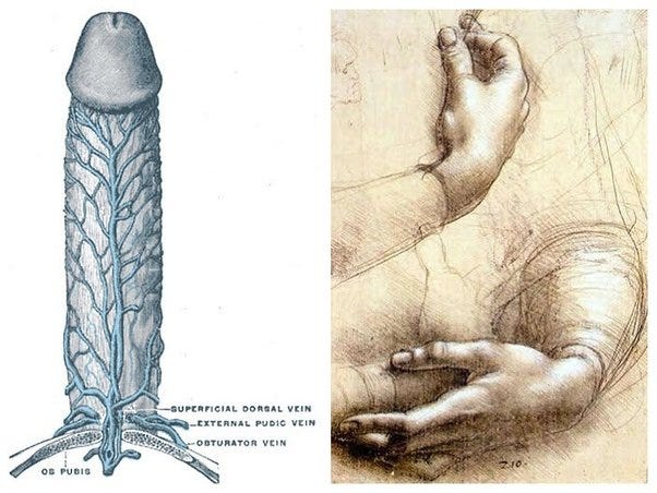 Historical Misconceptions Behind Male Erection!