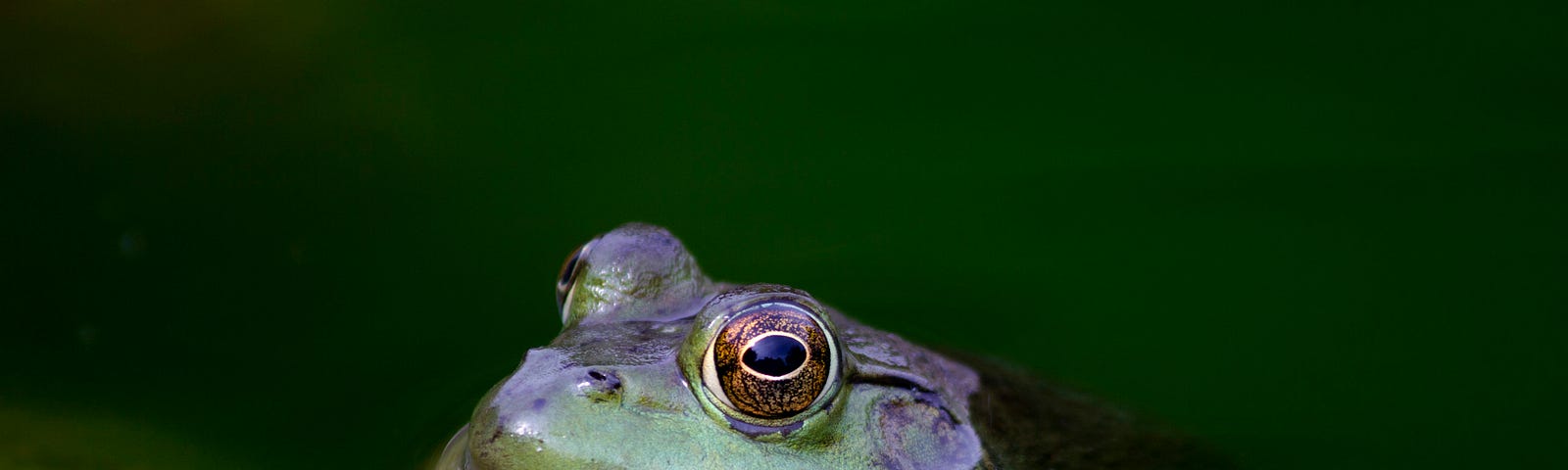 Bullfrog peeking out of water from pond