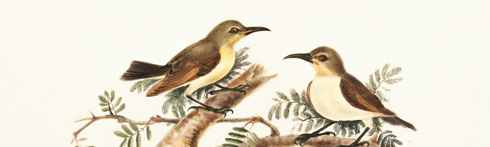 a painting of two brown and white birds facing each other on two different branches