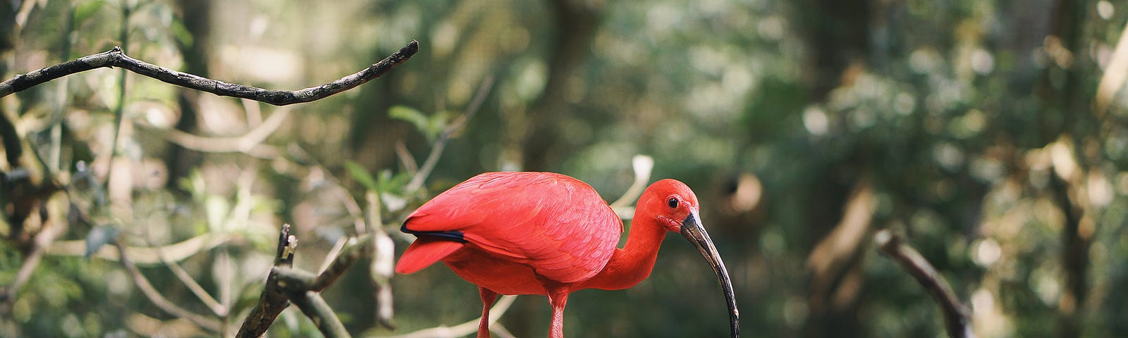 A red long-beaked bird