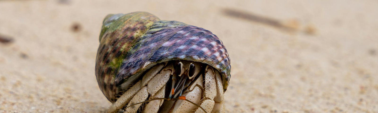 A picture of a shell crab walking on sand; illustrating metaphorically the idea of being different, vulnerable, and “coming out of our shell”