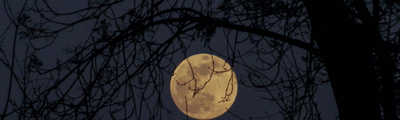 full moon shining through branches