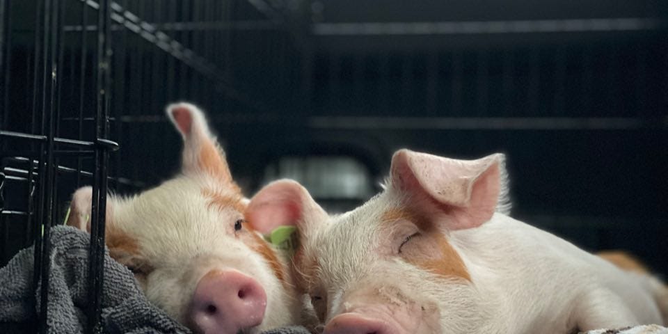 2 piglets cuddling in a dog crate.