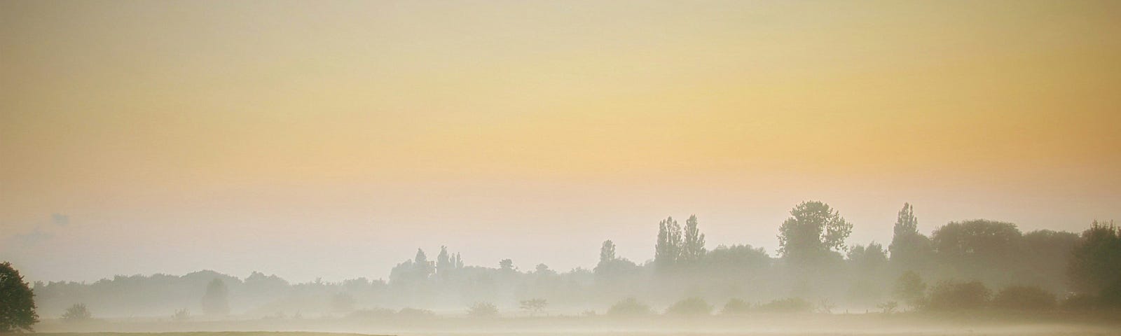 An early morning mist. The horizon, a golden sky with the grass capped with moist from early morning fog.
