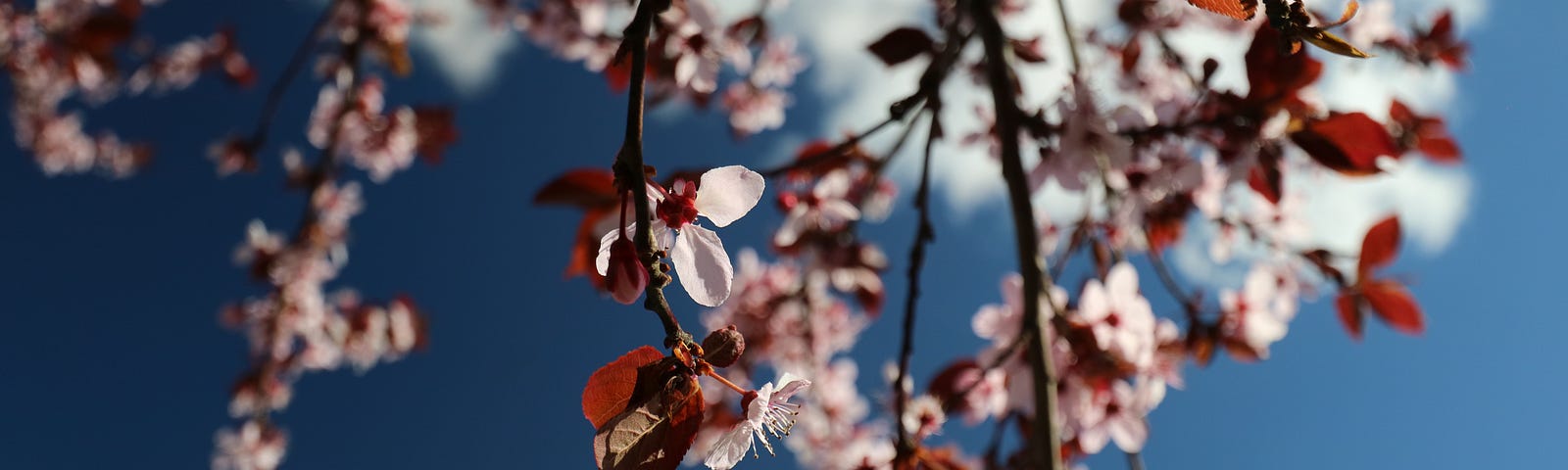 Dainty pink cherry blossoms against a blue sky.