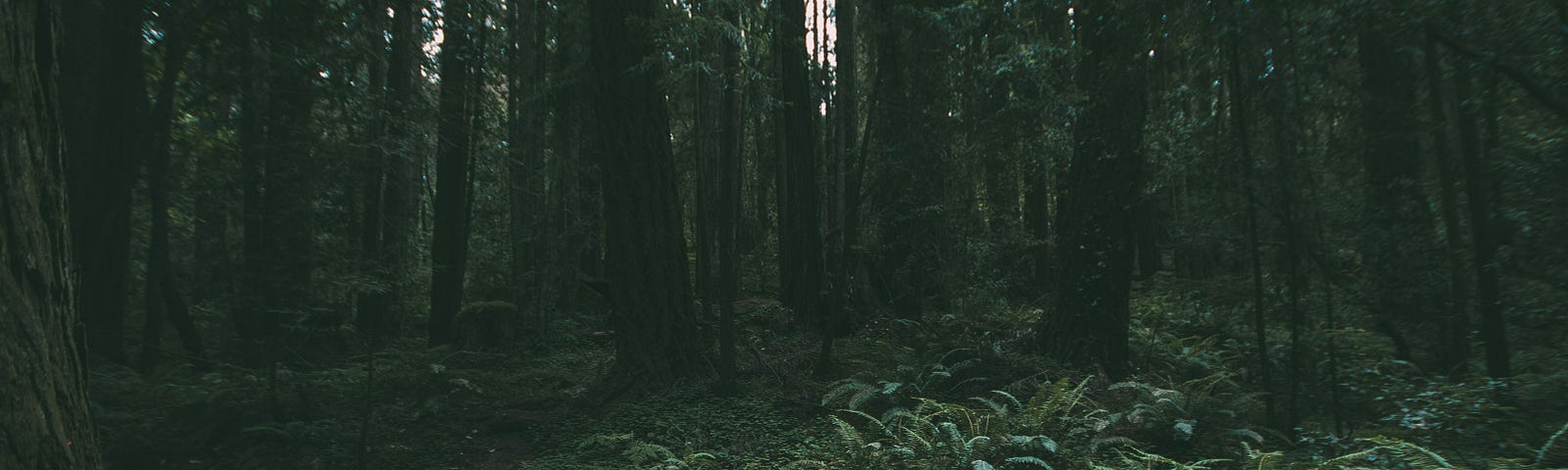 An old bridge in a forest