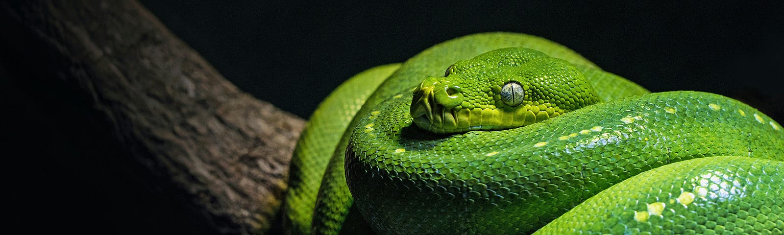 A coiled green snake