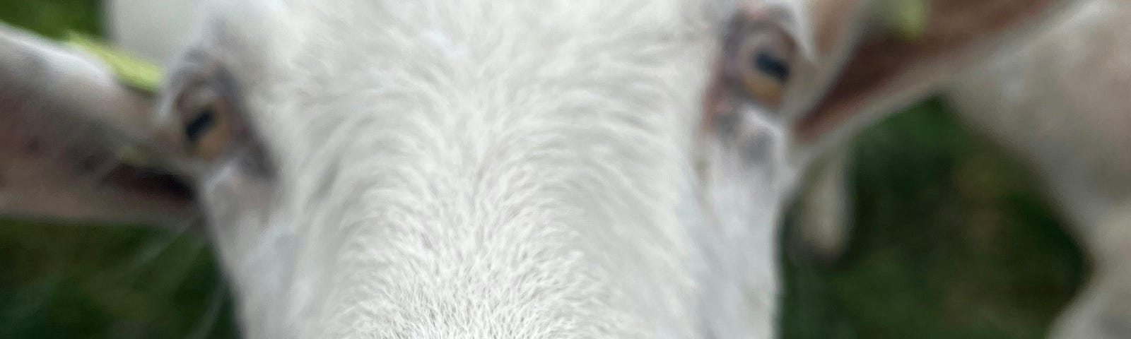 Stan, a white goat from The Goat Squad staring into a camera.