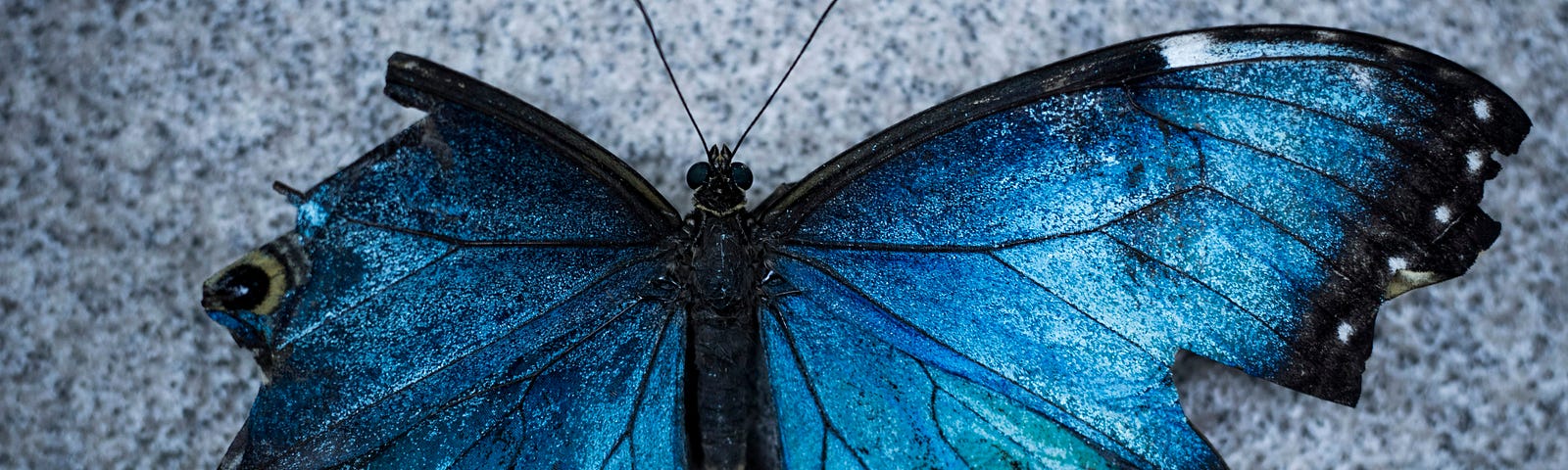 a blue butterfly with a torn wing on asphalt