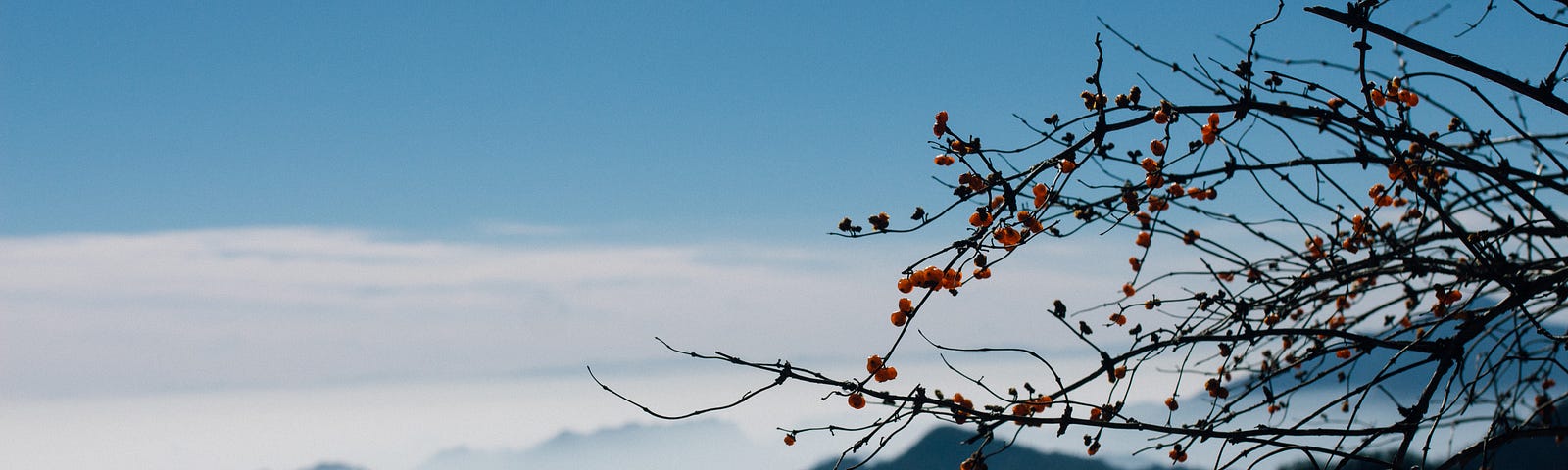 The photo shows a mountain landscape with a fog that makes the contours blurry. In the foreground the branches of a leafless tree