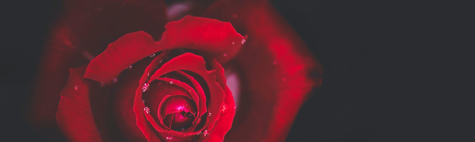 A single red rose