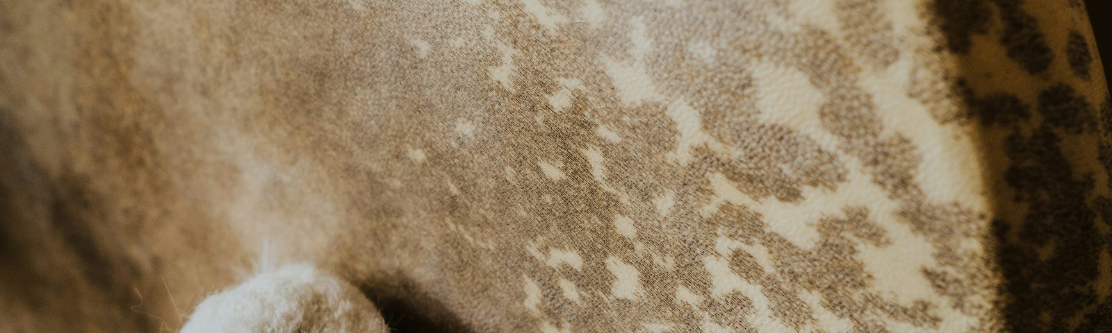 a partial top of an African Djembe drum with the tip of a soft-cushioned stick resting against it