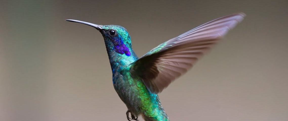 A colorful Hummingbird flying