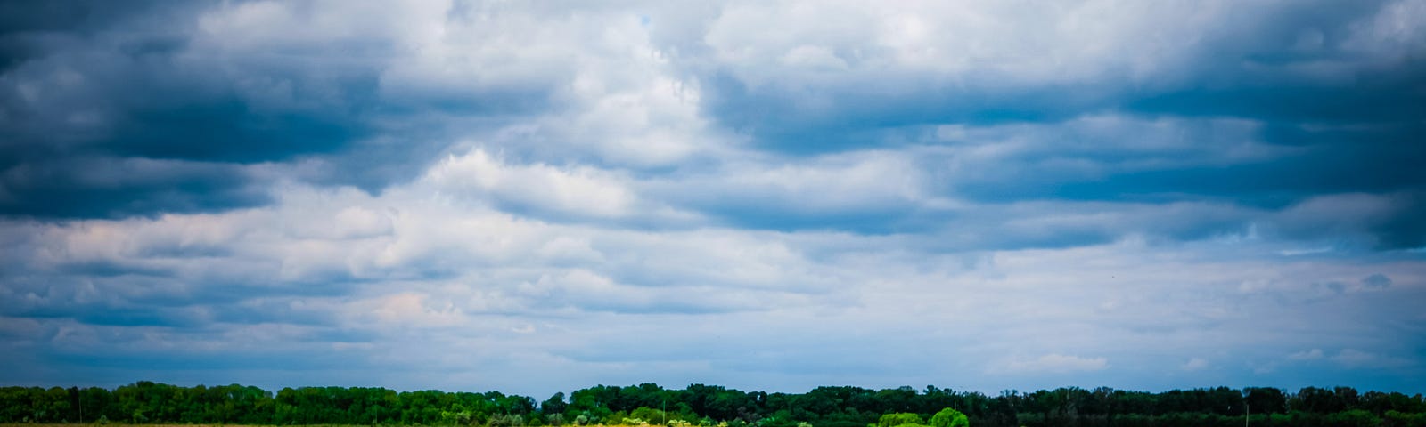 Open blue sky with some clouds covering a field of sunflowers. Green belt of trees in the distance seperate sky from land.