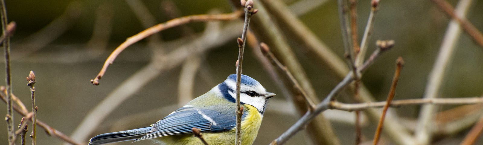 A blue tit perched in some branches