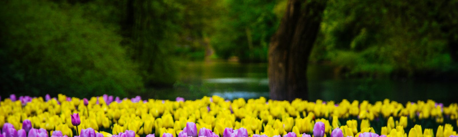 purple, pink, and yellow tulips