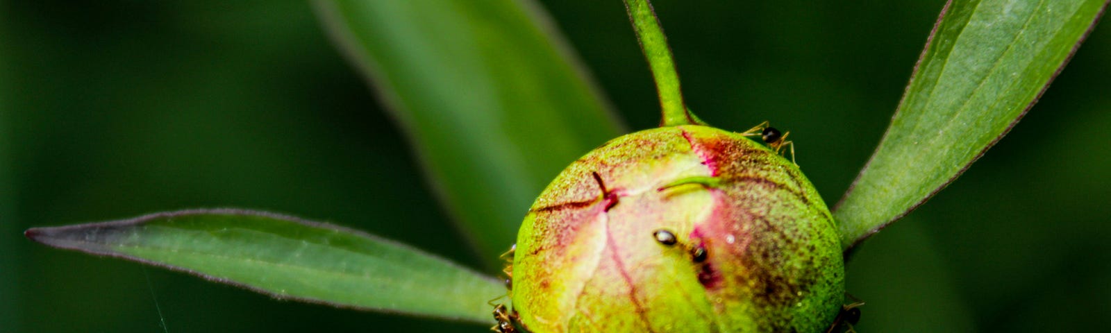 Ants opening a peony flower.