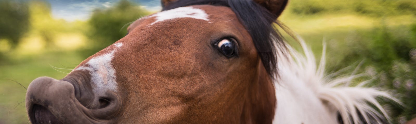 a horse curling its lips and baring its teeth
