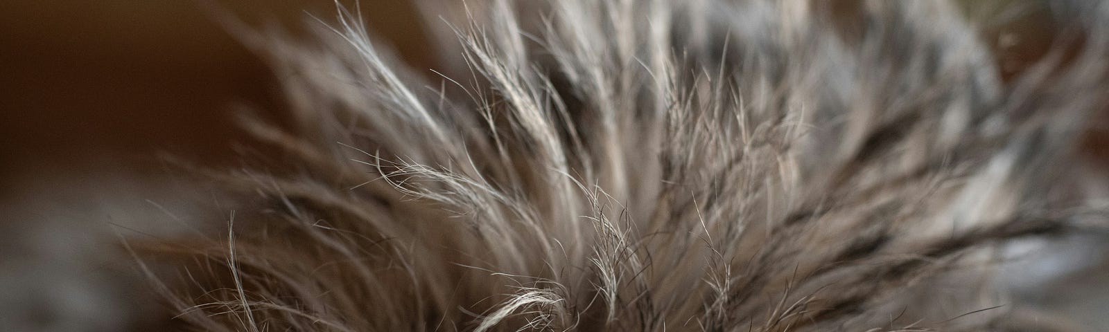 Thick brown and tan fur