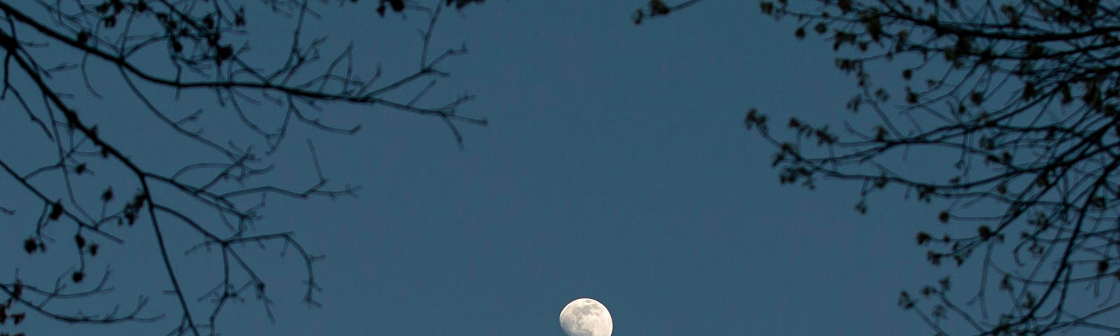partial moon framed by branches during autumn