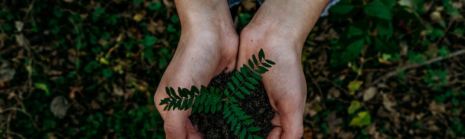 A pair of hands are cupped around a sapling with three shoots with leaves over a floor of leaves.