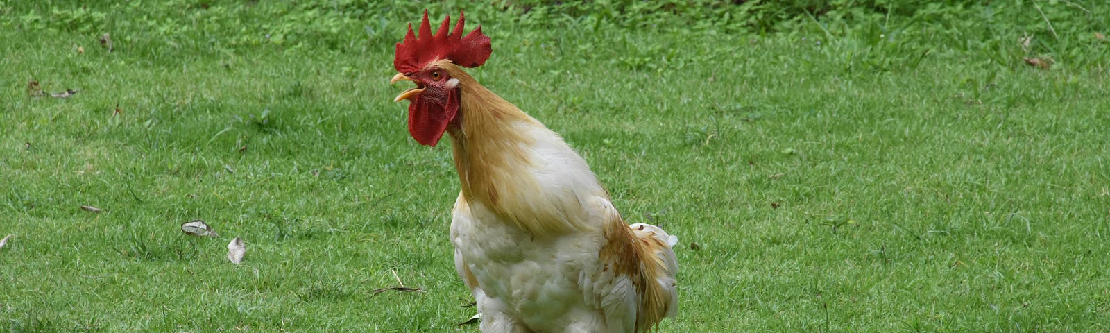 A white chicken with a red comb in a field