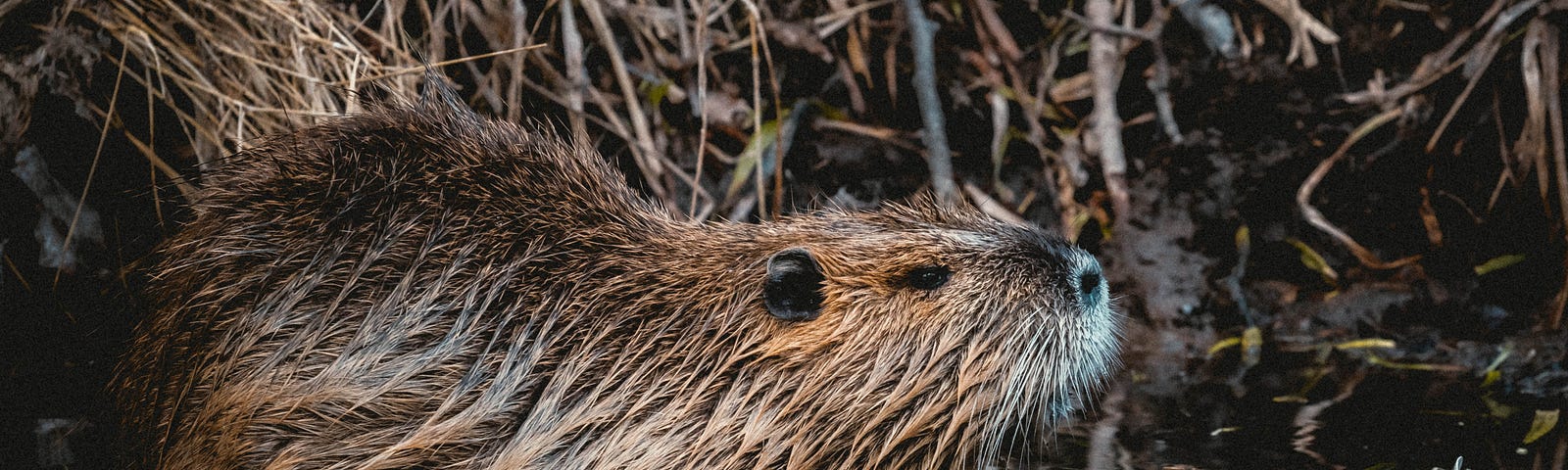 A beaver stands in shallow water with its dam behind it.