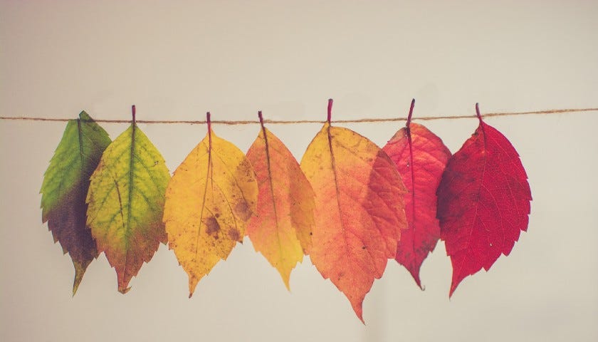 Multi-colored leaves hanging on a string