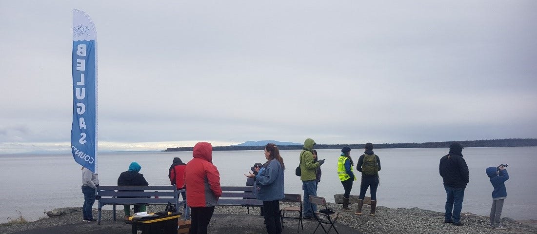 Ship Creek citizen scientists observing the port for belugas