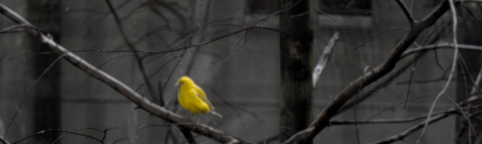 A yellow canary and a white one in the branches of a tree