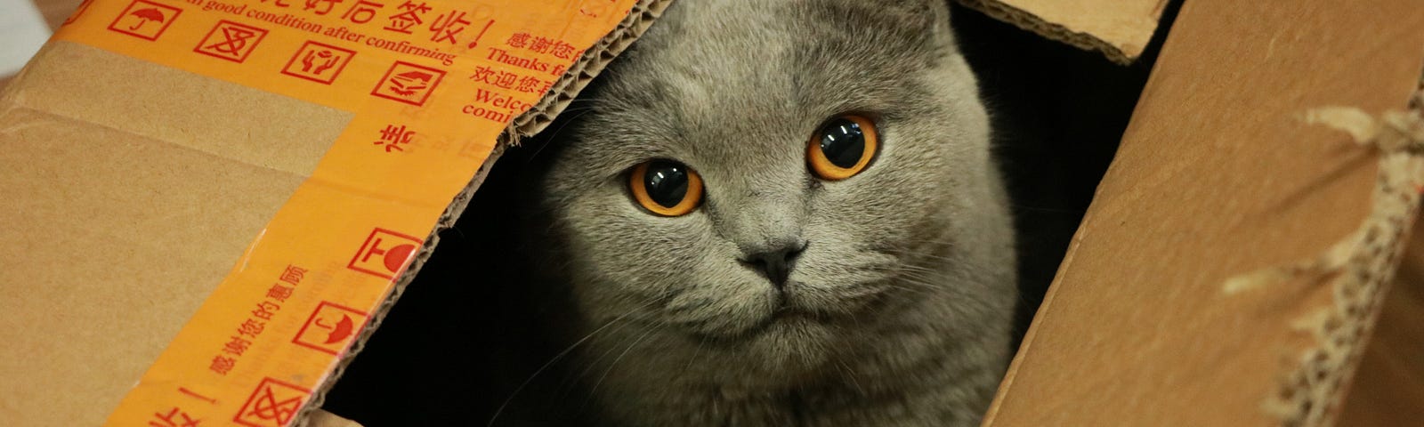 A gray cat sitting inside a box and sticking its head out of the top looking directly at the camera.