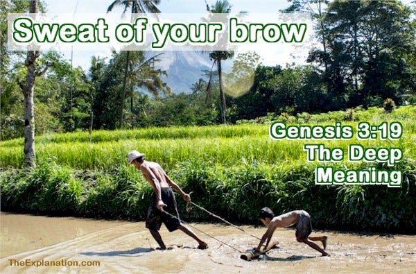 Genesis 3:19. By the sweat of your brow, you shall eat bread.