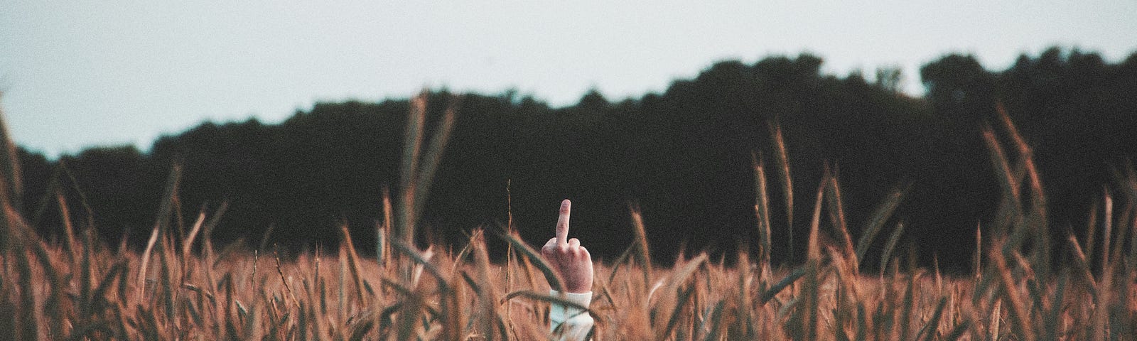 Photo of a person hidden beneath talls wheat grasses in a vast field, with a sleeved middle finger standing tall.