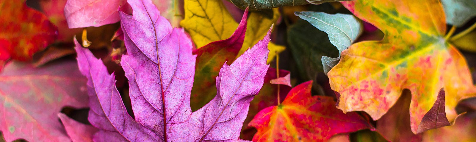 maple leaves of many colors