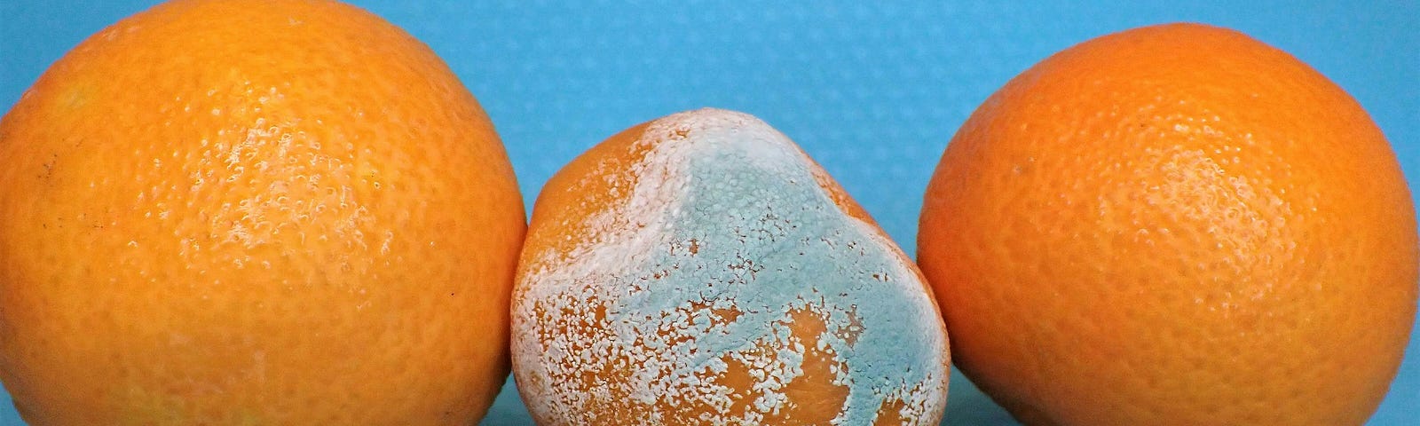Three oranges against a bright blue background. The middle orange is rotting.