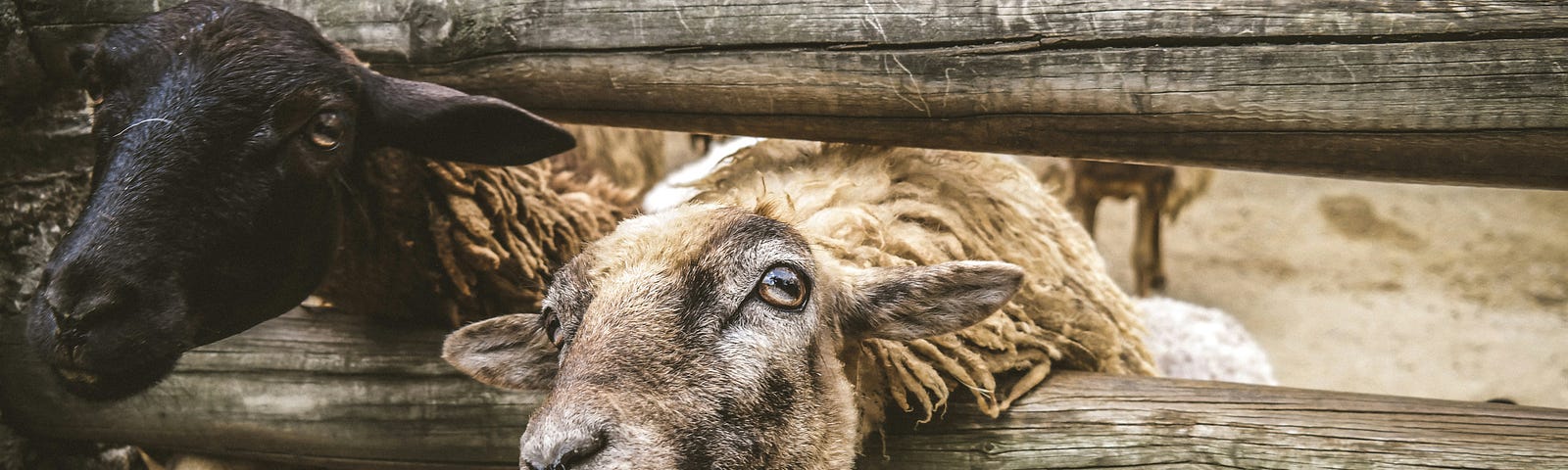 A black and a white sheep reaching through a corral- Photo by Jose Francisco Morales on Unsplash