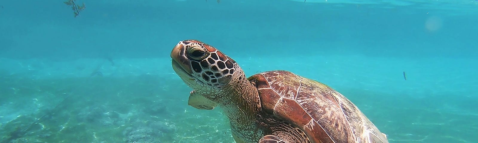 Sea turtle swimming in water free from pollution.