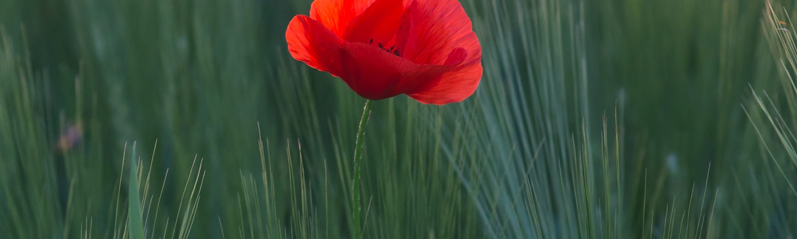 A single red poppy rising above a field of dark green grasses.