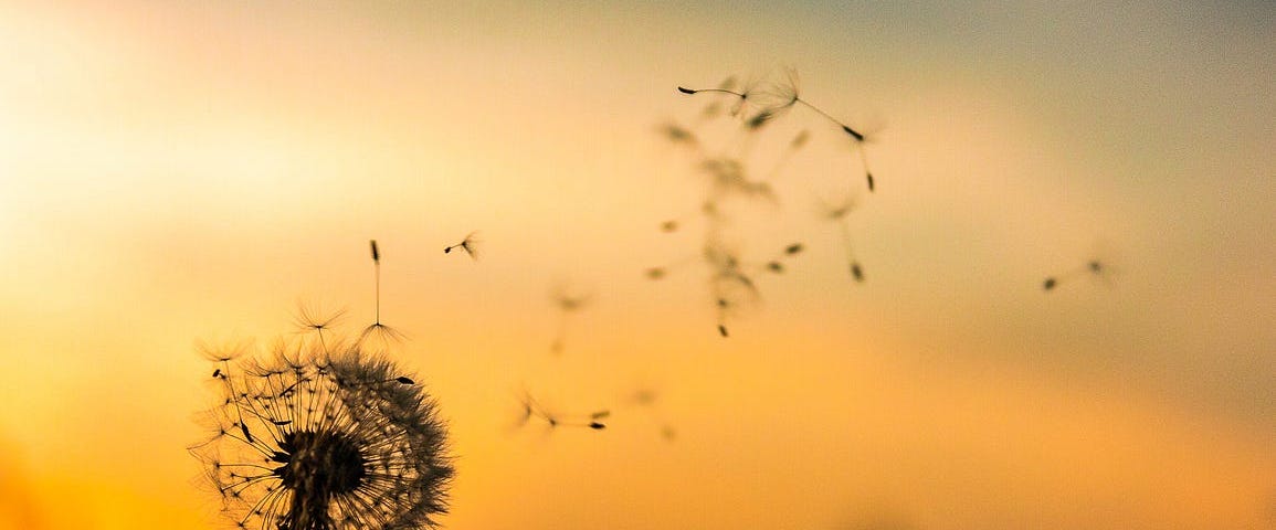 a dandelion loosing its seeds in the wind.