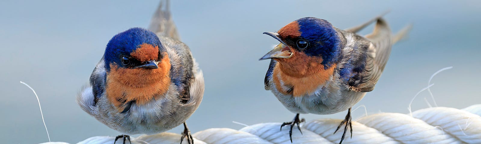 Two birds on a rope seeming like they are arguing.