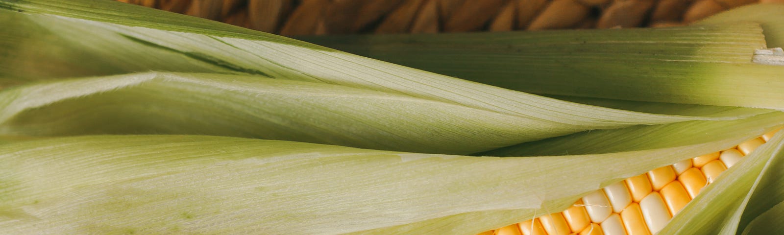 Photo of an ear of sweet corn.