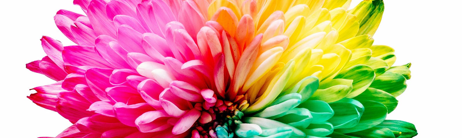 A rainbow colored flower on a white background.