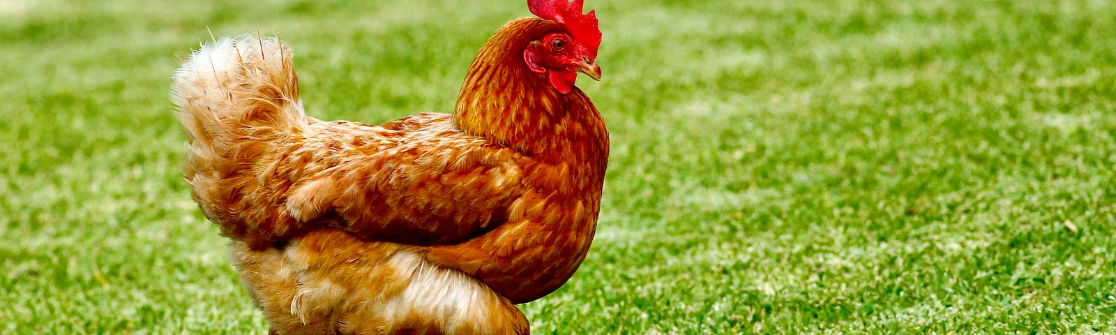A red chicken struts across a green lawn