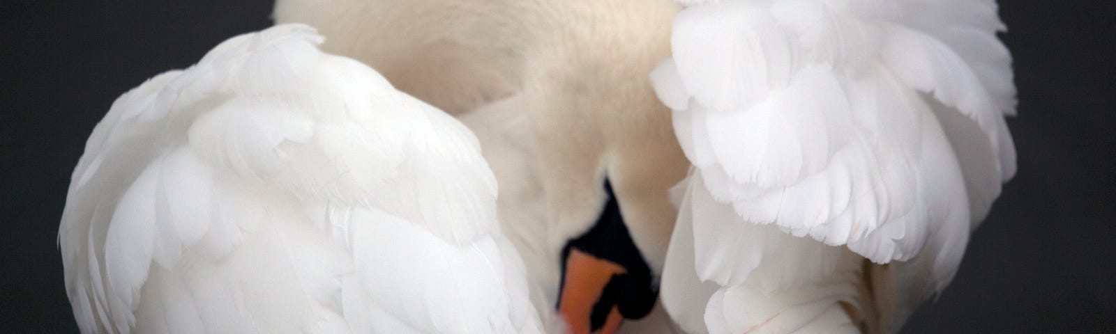 A swan arching its neck backwards into its back with the wings on either side as if partially concealing its face. A metaphor for hiding a secret pain.