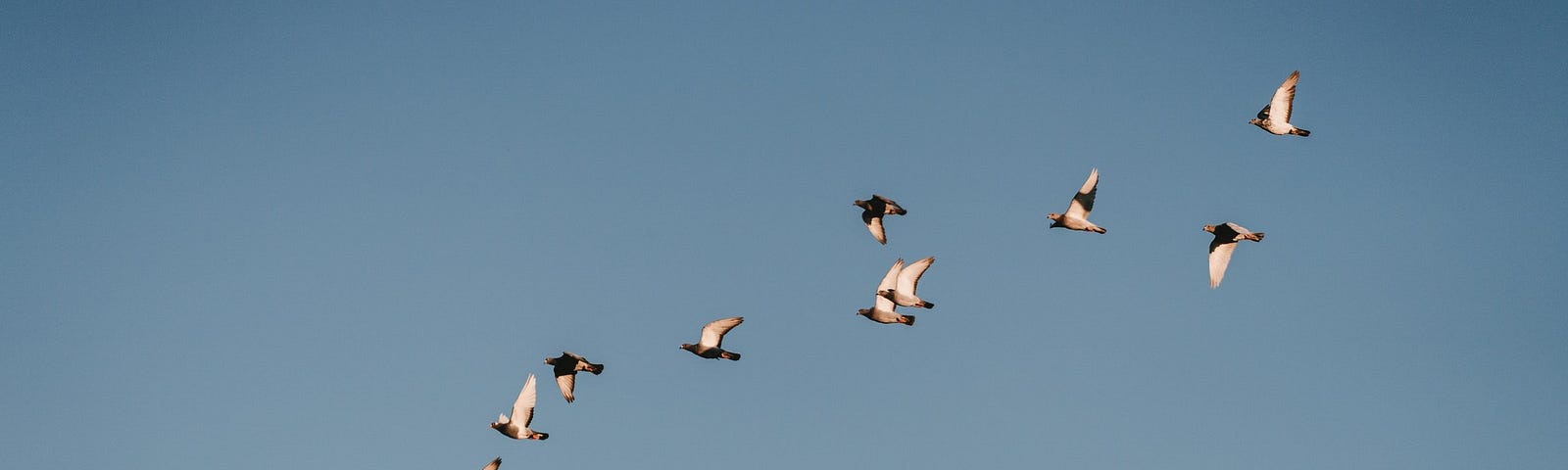 Photo: Birds flying someplace else