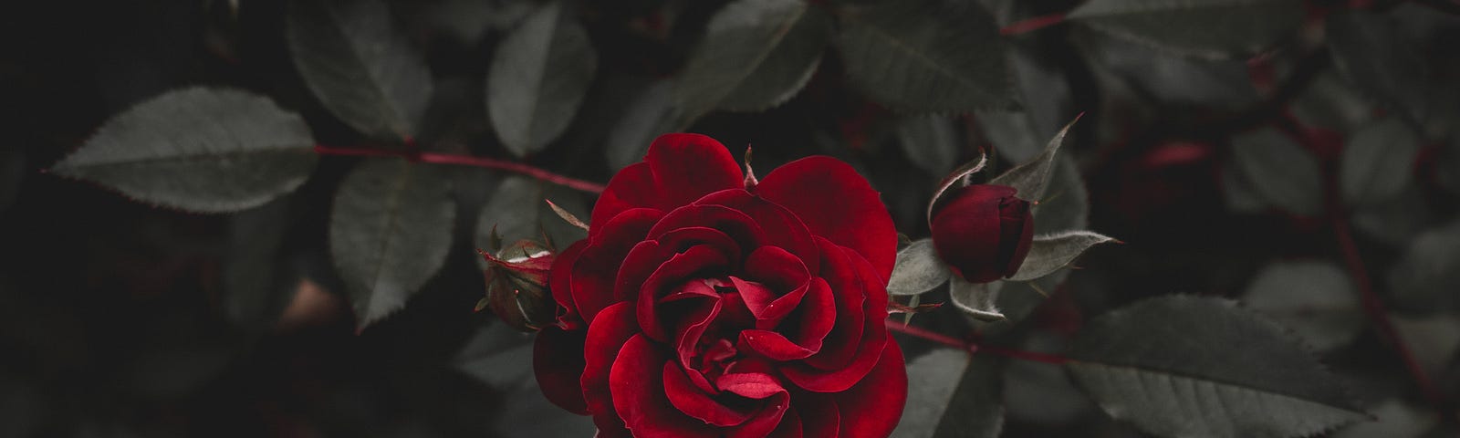 A single rose